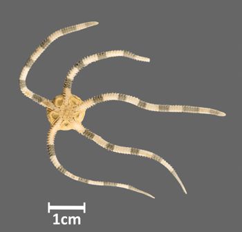 Media type: image;   Invertebrate Zoology OPH-5289 Aspect: ventral